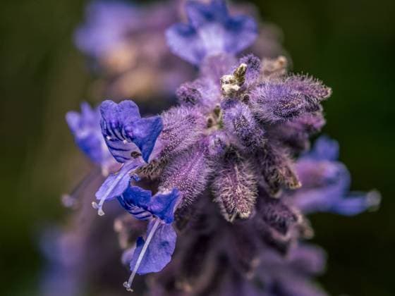 Russian Sage flowers in blossom up close Closeup shot of Russian Sage flowers in blossom Copyright: xZoonar.com RomanxMilertx 22057631