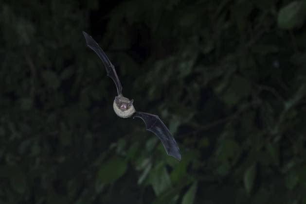 Brandtfledermaus (Myotis brandtii) im Jagdflug nach Insekten vor Laubwald, Brandenburg, Deutschland, Europa Brandt s bat (Myotis brandtii) hunting insects in front of deciduous forest, Brandenburg, Germany, Europe Copyright: imageBROKER DieterxMahlke ibxdim11114327.jpg