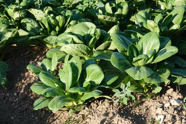 Brassica rapa chinensis, Pak choi, Chinese cabbage Brassica rapa chinensis, Pak choi, Chinese cabbage Copyright: xZoonar.com PeterxHimmelhuberx 22059580