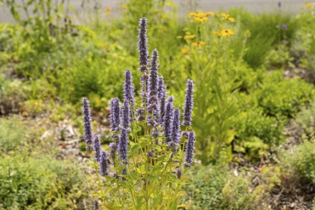 Duftnessel (Agastache), Blumenbeet, Dülmen, Münsterland, Nordrhein-Westfalen, Deutschland, Europa Scented nettle (Agastache), flower bed, Dülmen, Münsterland, North Rhine-Westphalia, Germany, Europe Copyright: imageBROKER WilfriedxWirth ibxdwh11106235.jpg