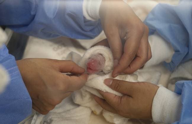 Bilder des Jahres 2024, Entertainment 08 August Entertainment Themen der Woche KW34 Entertainment Bilder des Tages (240823) -- BERLIN, Aug. 23, 2024 -- Staff members measure one of the giant panda twins at Zoo Berlin in Berlin, capital of Germany, Aug. 22, 2024. Meng Meng, an 11-year-old female giant panda at Zoo Berlin, has given birth to twins, zoo authorities announced on Friday. The eagerly awaited second offspring of Meng Meng was born at 13:03 and 14:19 on Thursday in Zoo Berlin s Panda Garden, said the zoo in a press release. Both cubs are doing well and are lovingly cared for by their mom and the experienced panda team around the clock. The cubs weigh 169g and 136g and are about 14cm long. (Zoo Berlin Handout via Xinhua) GERMANY-BERLIN-GIANT PANDA TWINS-BIRTH RenxPengfei 