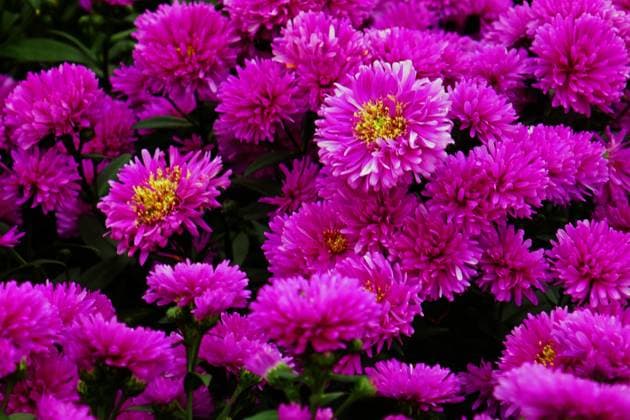 Chrysantheme Chrysantheme Copyright: xZoonar.com Zoonar.com zoonar MarkusxHötzelx 22066609