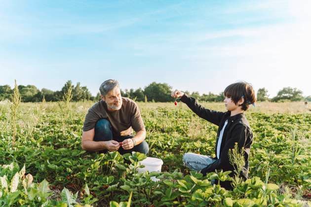 Creative Highlights Symbolbilder Son showing strawberry to father in field model released, Symbolfoto, OLRF00396