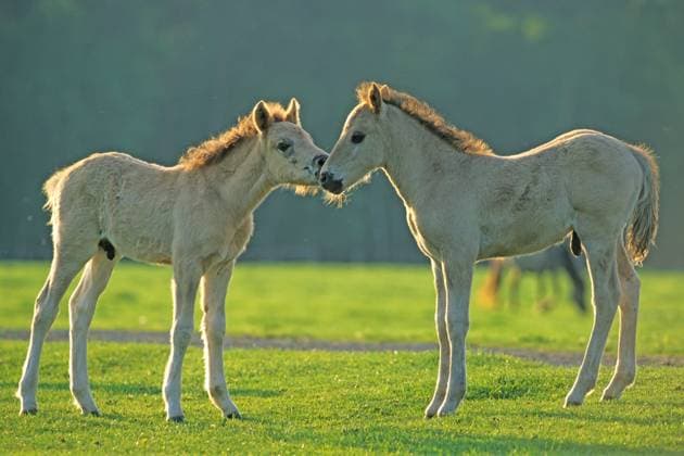 Zwei junge falbene Dülmener Hengst-Fohlen beschnuppern sich, Merfelder Bruch, Dülmen, Münsterland, Nordrhein-Westfalen, Deutschland, Europa Two young dun Dülmen colts sniffing each other, Merfelder Bruch, Dülmen, Münsterland, North Rhine-Westphalia, Germany, Europe Copyright: imageBROKER DieterxSchinner ibldis07235698.jpg