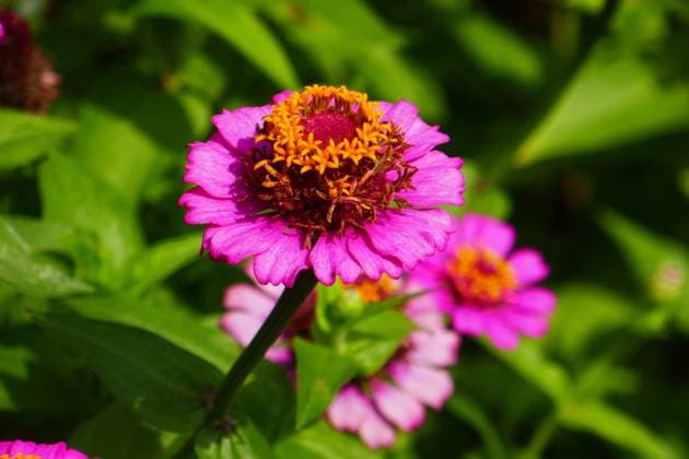 Zinnien Zinnien Copyright: xZoonar.com Zoonar.com zoonar MarkusxHötzelx 22075440