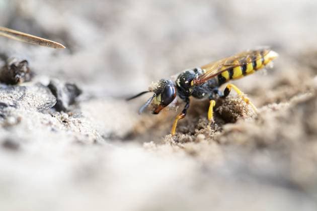 Bienenwolf (Philanthus triangulum), gräbt Bruthöhle in den Sand, Niedersachsen, Deutschland, Europa European beewolf (Philanthus triangulum), digging a breeding den in the sand, Lower Saxony, Germany, Europe Copyright: imageBROKER FarinaxGraßmann ibxfgr11169252.jpg