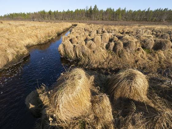 Rispen Segge (Carex paniculata), wächst in einem Sumpfgebiet am Rande eines Baches, Mai, Finnisch Lappland Greater Tussock Sedge (Carex paniculata), growing on marshland beside a stream, May, Finnish Lapland Copyright: imageBROKER D.xUsher ibludu11117831.jpg