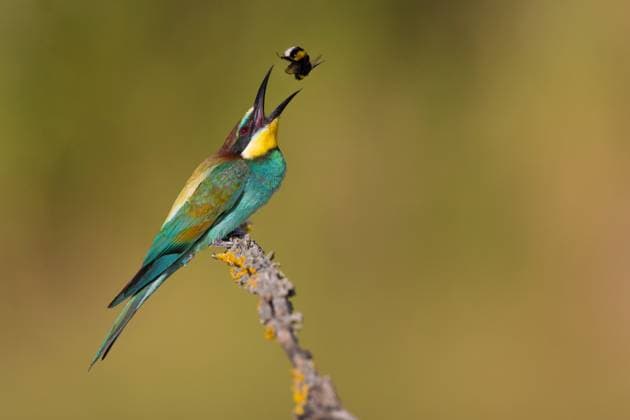 Creative Highlights World Bienenfresser (Merops apiaster), sitzt auf einem flechtenbewachsenen Ast und erbeutet eine Hummel, Seitenansicht, Italien, Toskana European bee eater (Merops apiaster), perches on a lichened branch and catching a bumblebee, side view, Italy, Tuscany BLWS715978 *** Bee-eater Merops apiaster , sits at a flechtenbewachsenen Ast and erbeutet a Bumblebee, Side view, Italy, Tuscany European Bee Eater Merops apiaster , perches ON a lichened Branch and Catching a bumblebee, Side view, Italy, Tuscany BLWS715978 Copyright: xblickwinkel AGAMI D.xOcchiatox