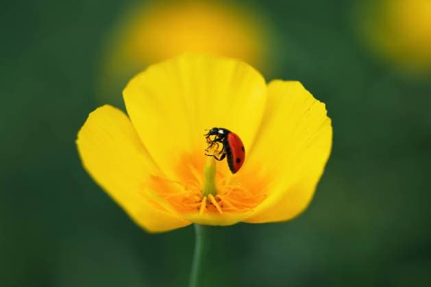 A vivid close-up showcasing a red ladybug exploring the delicate petals of a bright yellow flower, exemplifying the beauty of nature s smaller wonders. Model Released HelenaNechaeva_ID23297_677373_006 Copyright: xHelenaxNechaevax