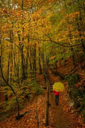 Creative Highlights Symbolbilder Back view of unrecognizable person with a yellow umbrella walking on a leaf-covered trail surrounded by vibrant autumn hues in the Cascades du Herisson, French Jura. Model Released NicoescobarPhoto_ID23415_680527_003 Copyright: xNicoescobarxPhotox