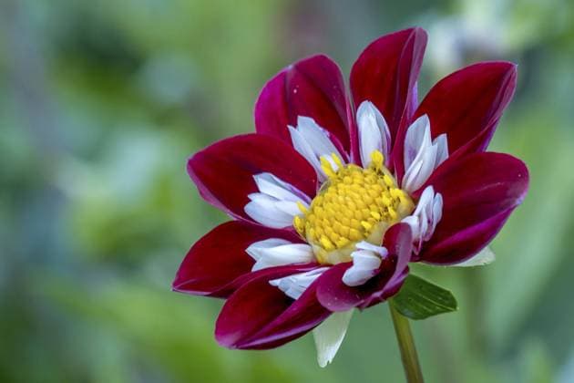Dahlie (Dahlia), Münsterland, Nordrhein-Westfalen, Deutschland, Europa Dahlias (Dahlia), Münsterland, North Rhine-Westphalia, Germany, Europe Copyright: imageBROKER AnnaReinert ibxann11153137.jpg
