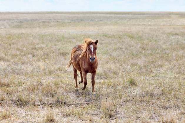 Przewalski Wildpferd beim Laufen in der unberührten Steppe des ukrainischen Naturschutzgebiets Askania Nova. Wilde Natur Przewalski s wild horse running in virgin steppes of Askania-Nova Ukrainian nature reserve. Wild nature Copyright: imageBROKER ViktorxGladkov ibxiqx09031182.jpg
