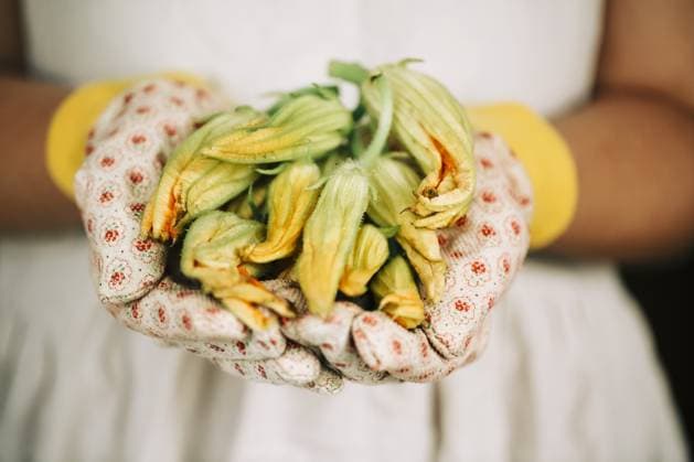 IMAGO Creative, Food, Zucchiniblüten Zucchini halten Blumen in den Händen des Gärtners in Handschuhen im Freien Gartenarbeit Zucchini holding flowers in the hands of the gardener in gloves outdoors - gardening Copyright: imageBROKER DashaxPetrenko ibxiqx09195850.jpg ,model released, Symbolfoto ,property released