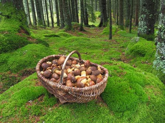 Pilzkorb mit Maronenröhrlingen in einem moosbewachsenen Fichtenwald im Schwarzwald Mushroom basket with chestnut boletus in a moss-covered spruce forest in the Black Forest Copyright: imageBROKER RudolfxBindig ibxiqx09353390.jpg