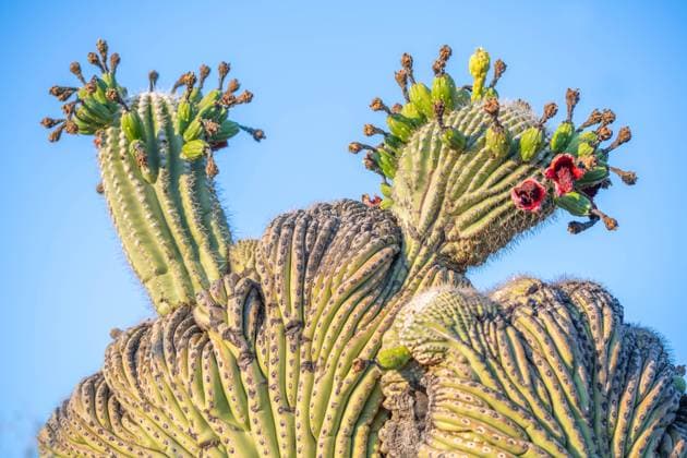 Kalendermotive: Kakteen A flowering cactus in Tucson, Arizona Tucson, Arizona, United States R_FPNSIS240830A-1528658-01