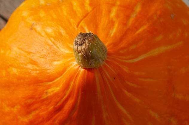 Country and garden plots Pumpkin Samara Samara region Russia Copyright: xSvetlanaxVozmilovax Vozmilova(5890)