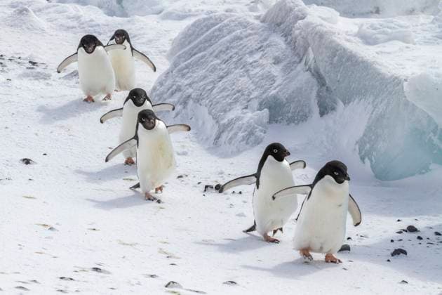 Adelie penguins (Pygoscelis adeliae), at breeding colony at Brown Bluff on the eastern side of the Antarctic Peninsula, Antarctica, Polar Regions Copyright: MichaelxNolan 1112-9228 RECORD DATE NOT STATED