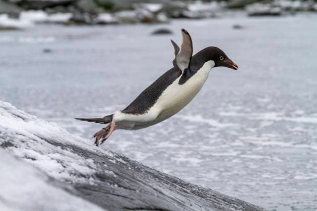 Creative Highlights World Adelie penguin (Pygoscelis adeliae), leaping into the sea at Booth Island, Antarctica, Polar Regions Copyright: MichaelxNolan 1112-9236 RECORD DATE NOT STATED