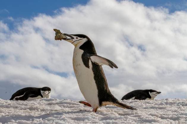 Adult chinstrap penguin (Pygoscelis antarctica), carrying rock in its beak at breeding colony at Half Moon Island, Antarctica, Polar Regions Copyright: MichaelxNolan 1112-9263 RECORD DATE NOT STATED