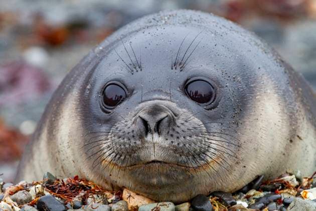 Friendly southern elephant seal (Mirounga leonina), weaner pup close up on the beach at Snow Island, Antarctica, Polar Regions Copyright: MichaelxNolan 1112-9285 RECORD DATE NOT STATED