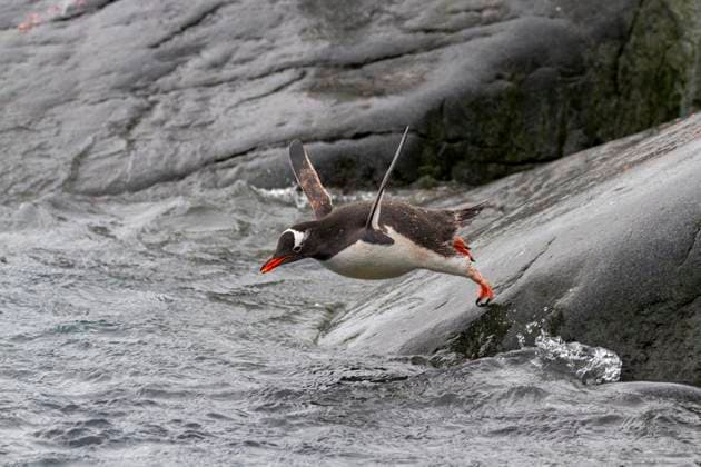 Adult gentoo penguin (Pygoscelis papua), leaping into the sea at Booth Island, Antarctica, Southern Ocean, Polar Regions Copyright: MichaelxNolan 1112-9299 RECORD DATE NOT STATED