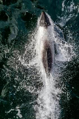 Creative Highlights World Adult Commerson s dolphin (Cephalorhynchus commersonii), bow-riding in the Falkland Islands, South America Copyright: MichaelxNolan 1112-9366 RECORD DATE NOT STATED