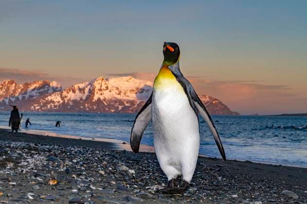 Sunrise on king penguin (Aptenodytes patagonicus) at nesting and breeding colony at Salisbury Plain, South Georgia, Polar Regions Copyright: MichaelxNolan 1112-9422 RECORD DATE NOT STATED