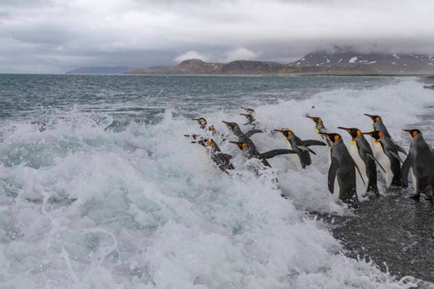 Adult king penguins (Aptenodytes patagonicus) returning to sea from the nesting colony at Salisbury Plain, South Georgia, Polar Regions Copyright: MichaelxNolan 1112-9436 RECORD DATE NOT STATED