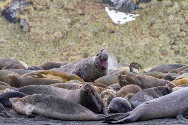 Adult bull southern elephant seal (Mirounga leonina) issuing a bellowing challenge at Gold Harbour on South Georgia, Polar Regions Copyright: MichaelxNolan 1112-9486 RECORD DATE NOT STATED