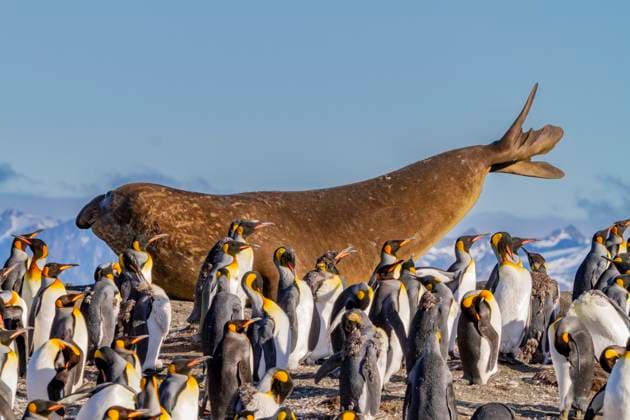 Creative Highlights World Adult bull southern elephant seal (Mirounga leonina) stretching amongst king penguins at Gold Harbour, South Georgia, Polar Regions Copyright: MichaelxNolan 1112-9492 RECORD DATE NOT STATED