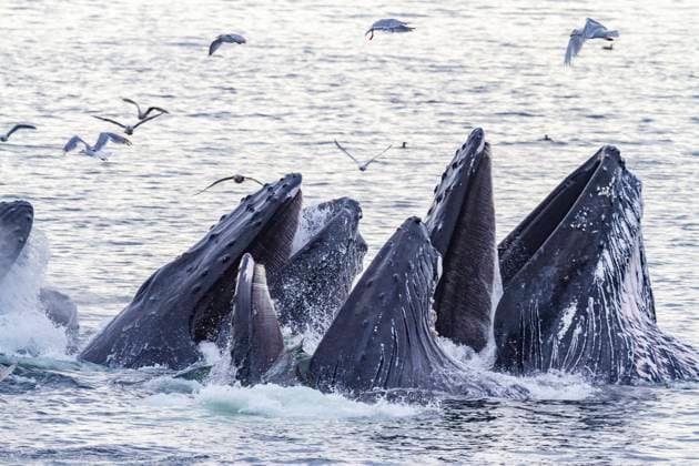 Adult humpback whales (Megaptera novaeangliae) co-operatively bubble-net feeding in Snow Pass, Alaska, United States of America, North America Copyright: MichaelxNolan 1112-9571 RECORD DATE NOT STATED