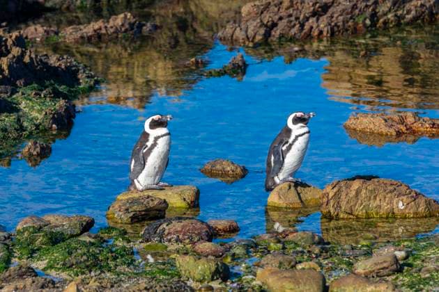 Creative Highlights World Penguins, Gansbaai, Western Cape, South Africa, Africa Copyright: NeilxFarrin 1126-2357 RECORD DATE NOT STATED