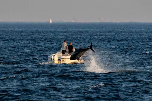 News Themen der Woche KW36 News Bilder des Tages Dänemark, Thunfisch-Safari im Öresund Tuna jumps in the water during a tuna safari in OEresund, Wednesday, September 4, 2024. Tuna tourists sail out from Helsingoer to see the bluefin Atlantic tuna catch garfish, herring or mackerel. Back in the 1950s, there was plenty of tuna in OEresund, but it disappeared due to overfishing. Large restrictions were introduced on tuna fishing and therefore the tuna returned to OEresund in 2017.. (Photo: Ida Marie Odgaard Ritzau Scanpix) , Elsinore Denmark *** Tuna jumps in the water during a tuna safari in OEresund, Wednesday, September 4, 2024 Tuna tourists sail out from Helsingoer to see the bluefin Atlantic tuna catch garfish, herring or mackerel Back in the 1950s, there was plenty of tuna in OEresund, but it disappeared due to overfishi  Copyright: RitzauxScanpix IdaxMariexOdgaardx spdk20240904-211513-L