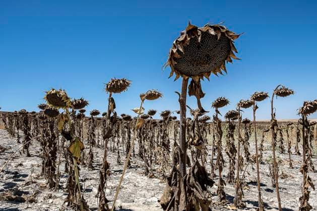 Dry plantation of sunflowers due to drought, Utrera, Andalucia, Spain Copyright: xLucasxVallecillosx xVWPicsx LVM.Utrera_DSF6336