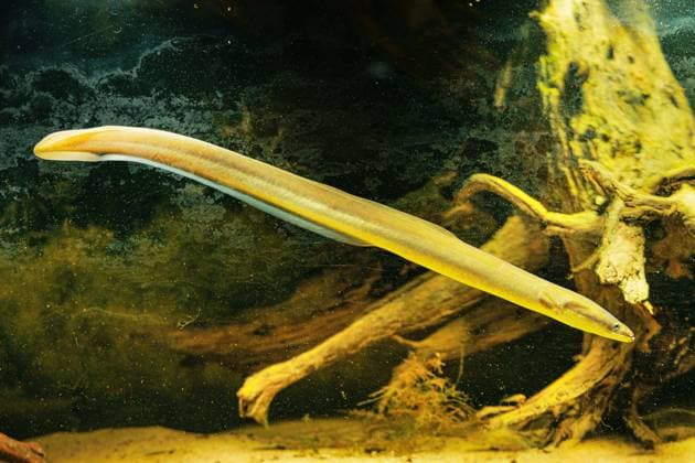 Europaeischer Flussaal (Anguilla anguilla), vor Totholz schwimmend eel, European eel, river eel (Anguilla anguilla), side view BLWS716166 *** european Flussaal Anguilla Anguilla , before Deadwood floating eel, European eel, River Eel Anguilla Anguilla , Side View BLWS716166 Copyright: xblickwinkel A.xHartlx