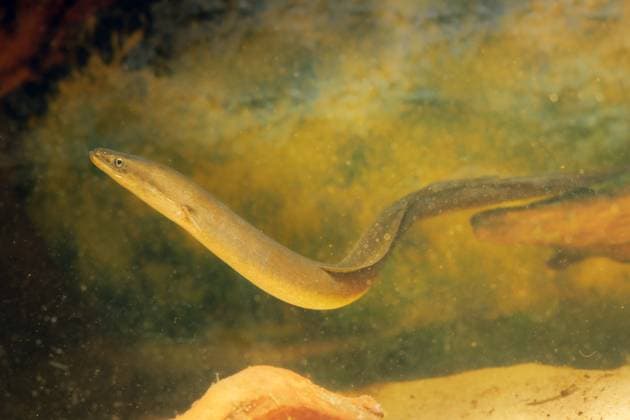 Creative Highlights World Europaeischer Flussaal (Anguilla anguilla), schwimmend eel, European eel, river eel (Anguilla anguilla), side view BLWS716167 *** european Flussaal Anguilla Anguilla , floating eel, European eel, River Eel Anguilla Anguilla , Side View BLWS716167 Copyright: xblickwinkel A.xHartlx