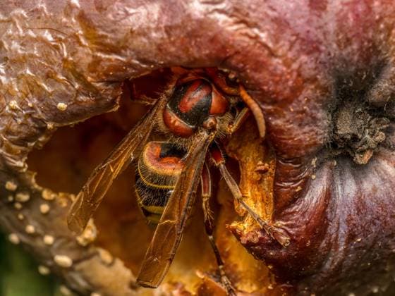 Creative Highlights World A hornet eating rotten apple Closeup shot of a hornet eating rotten apple growing on apple tree Copyright: xZoonar.com RomanxMilertx 22067775