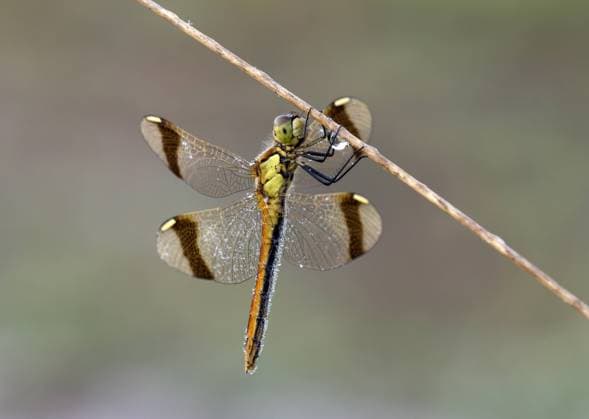 Bandheidelibel, Banded Darter, Sympetrum pedemontanum Bandheidelibel in tegenlicht, Banded Darter with backlight Groningen Netherlands Copyright: xAgamix xReintxJakobxSchutx