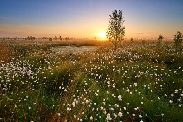 Rehdener Geestmoor im Sommer Wollgras Rehdener Geestmoor im Sommer Wollgras Copyright: xZoonar.com OlafxJuergensx 22088212