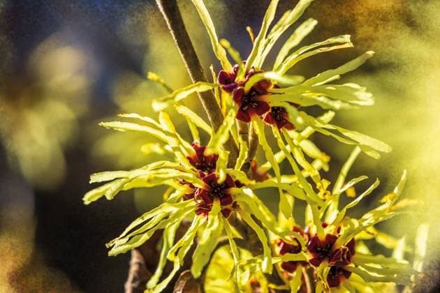 IMAGO Creative, Frühling, Licht und Sonne Zaubernussblüten im Frühlingslicht Makrofotografie von Zaubernussblüten im märchenhaften Frühlingslicht. Mit Textur hinterlegt. Die Zaubernuss blüht oft schon im Winter. Die fröhlichen, gelben Blüten sind eine der ersten Vorboten des nahenden Frühlings. Macro photography of witch hazel blossoms in magical spring light. Backed with texture. Witch hazel often blooms in winter. The cheerful, yellow flowers are one of the first harbingers of the approaching spring. Copyright: xZoonar.com NiccxKochx 22094716
