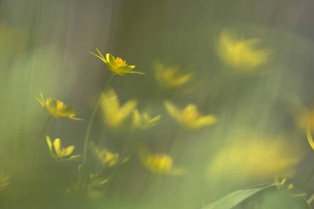 Gewoon speenkruid, Lesser Celandine, Ranunculus ficaria Close-up van bloeiend Speenkruid, Close up of flowering Lesser Celandine Jelsum Dekemastate Friesland, FryslÃ¢n Netherlands Copyright: xAgamix xWilxLeursx