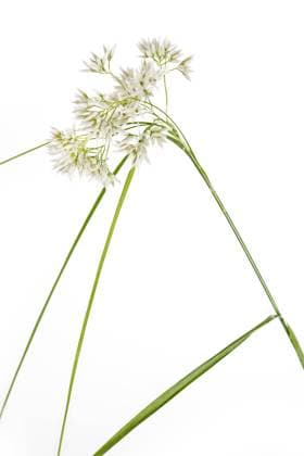 Hainsimse (Luzula Nivea) auf weißem Hintergrund Woodrush (Luzula Nivea) on a white background Copyright: imageBROKER HaraldxBiebel ibxiqx10272493.jpg