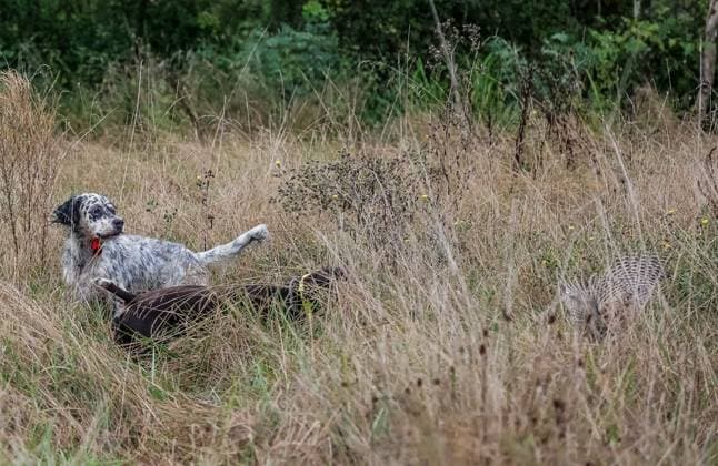 News Themen der Woche KW36 OPENING OF THE HUNTING SEASON IN LUDON MEDOC PHOTOPQR SUD OUEST bonnaud guillaume GUILLAUME BONNAUD Bordeaux 08 09 2024 LE 8 SEPTEMBRE 2024 A LUDON MEDOC OUVERTURE DE LA CHASSE AVEC LES CHASSEURS FABRICE ET STEVENS MAZURY ET DILAN AVEC DES CHIENS SETTERS ET UN BRAQUE PH Guillaume Bonnaud Ludon Medoc, France, sept 8th 2024 France opening of the hunting season France has nearly a million hunters and the economic weight of this sector is estimated at 2 2 billion euros Bordeaux GIRONDE France  Copyright: xPHOTOPQR SUDxOUEST MAXPPPxGUILLAUMExBONNAUDx 20240908SDO7583 20240908SDO7583