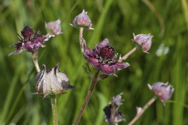 Sumpf-Blutauge, Potentilla palustris, purple marshlocks Potentilla palustris, purple marshlocks Copyright: imageBROKER BoschxMarcus ibxiqx11122302.jpg