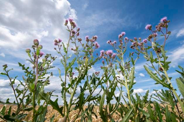 Blühende Ackerdisteln in schräger Unteransicht auf einem Feld vor leicht bewölktem Himmel bei schönem Wetter Blühende Ackerdisteln in schräger Unteransicht auf einem Feld vor leicht bewölktem Himmel bei schönem Wetter Copyright: xZoonar.com FrankxWagnerx 22134205