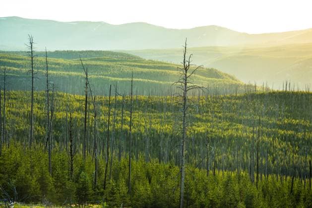 Creative Highlights World Misty sunlight bathes a vast forest landscape in Yellowstone. Yellowstone National Park, Wyoming, United States R_OCZQ240907B-1521600-01