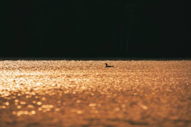 Creative Highlights World Magnificent grebe bird at dawn with glittering water on a Swedish lake. romantic Magnificent grebe bird at dawn with glittering water on a Swedish lake. Nature photo of an animal in Scandinavia Copyright: xZoonar.com MartinxKöbschx 22152442