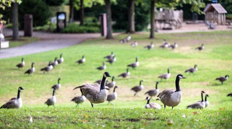 Canada geese in the Müga in Mülheim an der Ruhr FOR EDITORIAL PURPOSES ONLY EDITORIAL USE ONLY p A group of over forty Canada geese populate the large meadow between Broich Castle and the Müga site in Mülheim an der Ruhr on Tuesday, 10 09 2024 Their droppings cover large parts of the greenery Germany NRW Mülheim an der Ruhr Copyright MartinxMöl Copyright: MartinxMöller doc7x4fdoegx5h48j4hdhz ,EDITORIAL USE ONLY Copyright: MartinxMöller