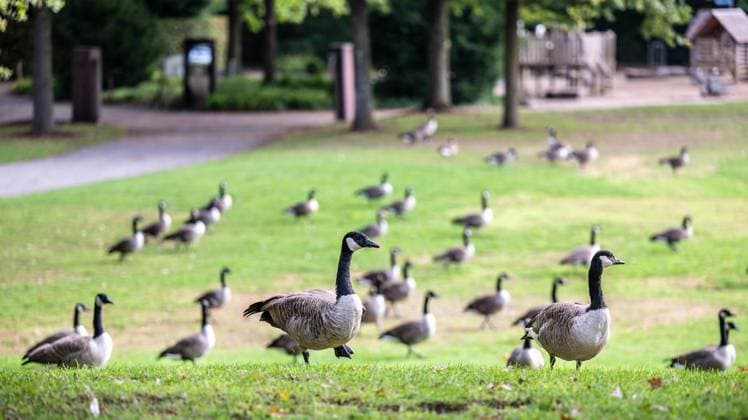 Canada geese in the Müga in Mülheim an der Ruhr FOR EDITORIAL PURPOSES ONLY EDITORIAL USE ONLY p A group of over forty Canada geese populate the large meadow between Broich Castle and the Müga site in Mülheim an der Ruhr on Tuesday, 10 09 2024 Their droppings cover large parts of the greenery Germany NRW Mülheim an der Ruhr Copyright MartinxMöl Copyright: MartinxMöller doc7x4fdofb7l5yqxplkss ,EDITORIAL USE ONLY Copyright: MartinxMöller