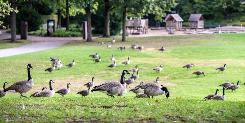 Canada geese in the Müga in Mülheim an der Ruhr FOR EDITORIAL PURPOSES ONLY EDITORIAL USE ONLY p A group of over forty Canada geese populate the large meadow between Broich Castle and the Müga site in Mülheim an der Ruhr on Tuesday, 10 09 2024 Their droppings cover large parts of the greenery Germany NRW Mülheim an der Ruhr Copyright MartinxMöl Copyright: MartinxMöller doc7x4fdq5ogwj19q21fmu9 ,EDITORIAL USE ONLY Copyright: MartinxMöller